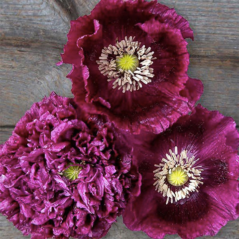 Marde Ross Black Beauty poppy seeds pack ready for sowing in sunny borders