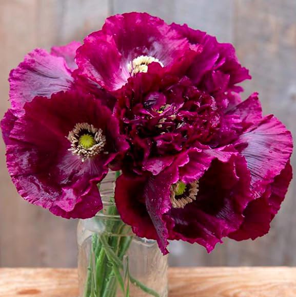 Black Beauty poppy plants in garden with tall velvety blooms attracting pollinators