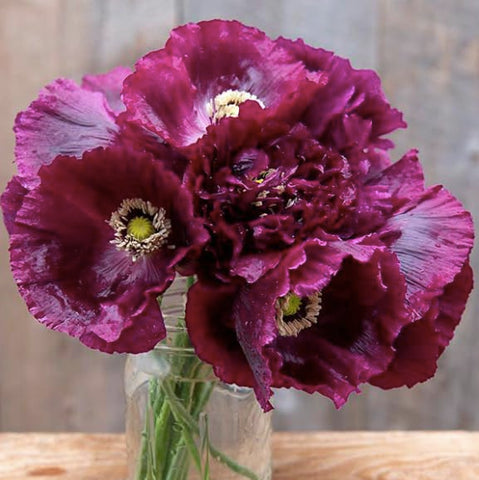 Black Beauty poppy plants in garden with tall velvety blooms attracting pollinators