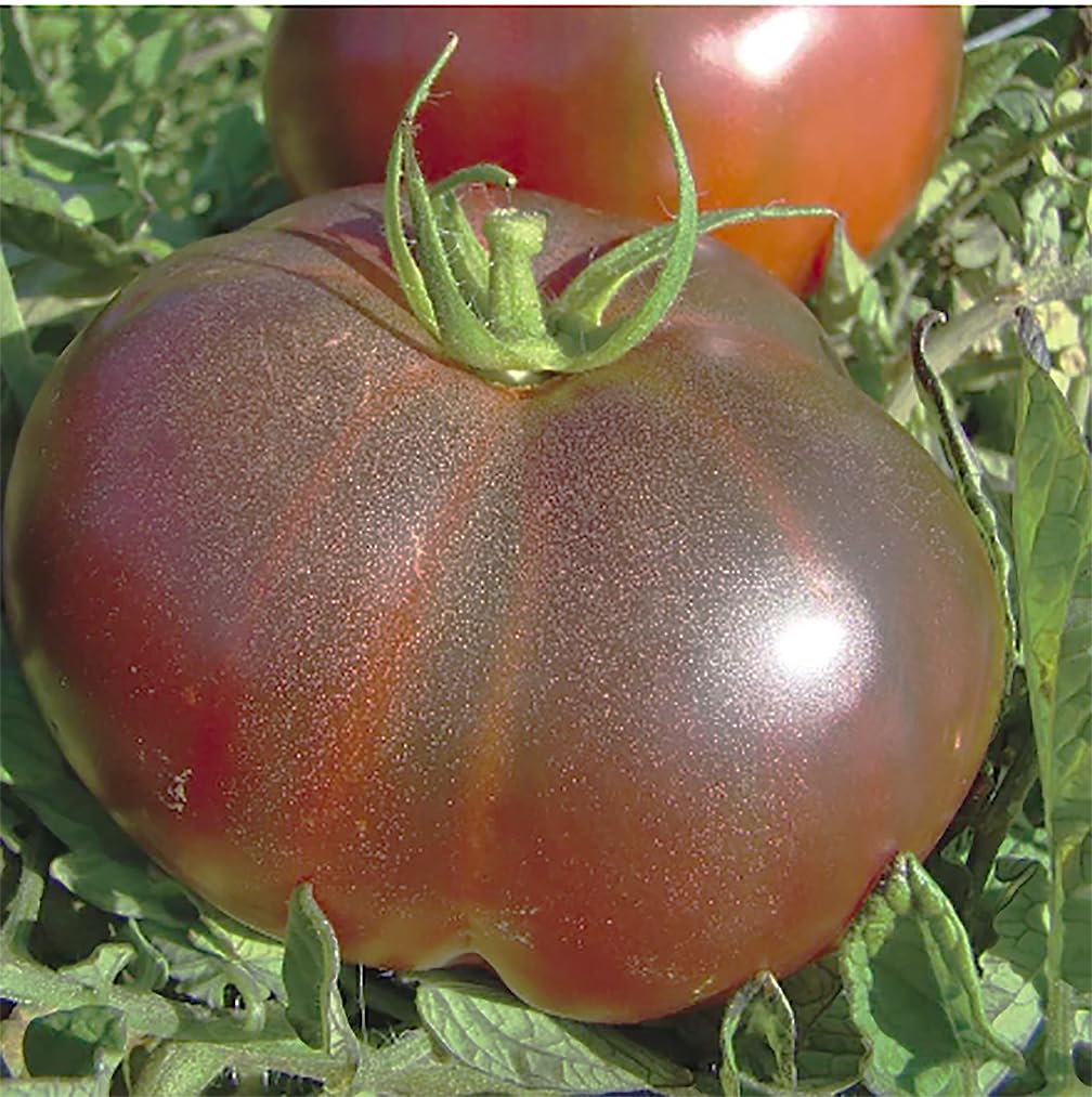 Strong-growing Black Krim tomato plants for home gardens