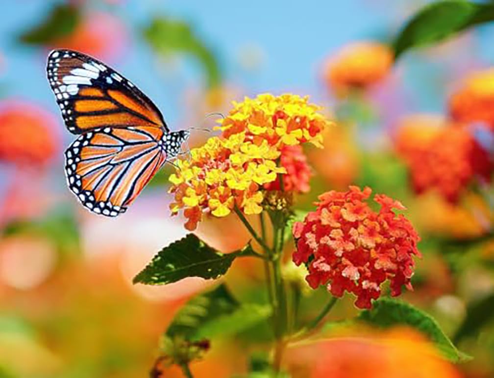 Blood Flower Milkweed plants grow to three feet with bold blooms.