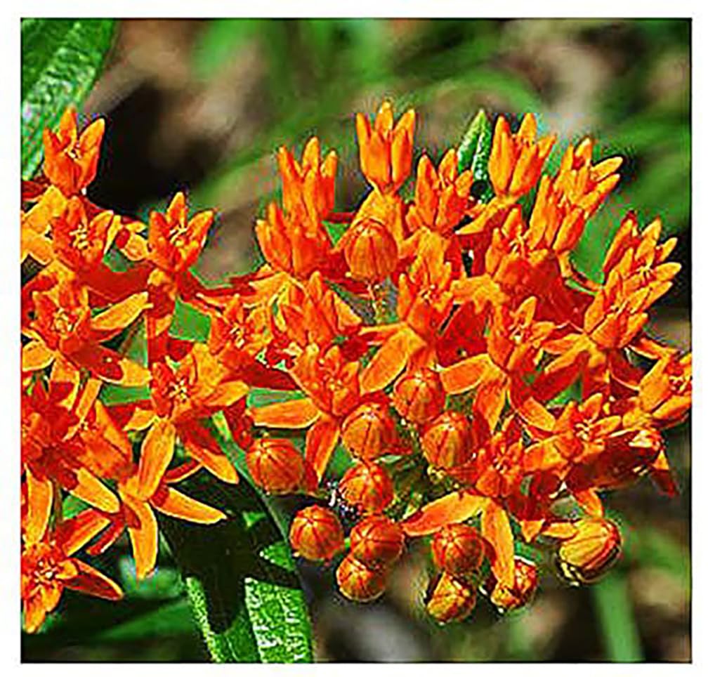 Close-up of Blood Flower Milkweed blooms in red-orange and yellow.