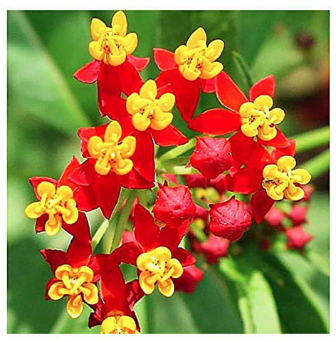 Marde Ross Blood Flower Milkweed seeds pack ready for outdoor planting.