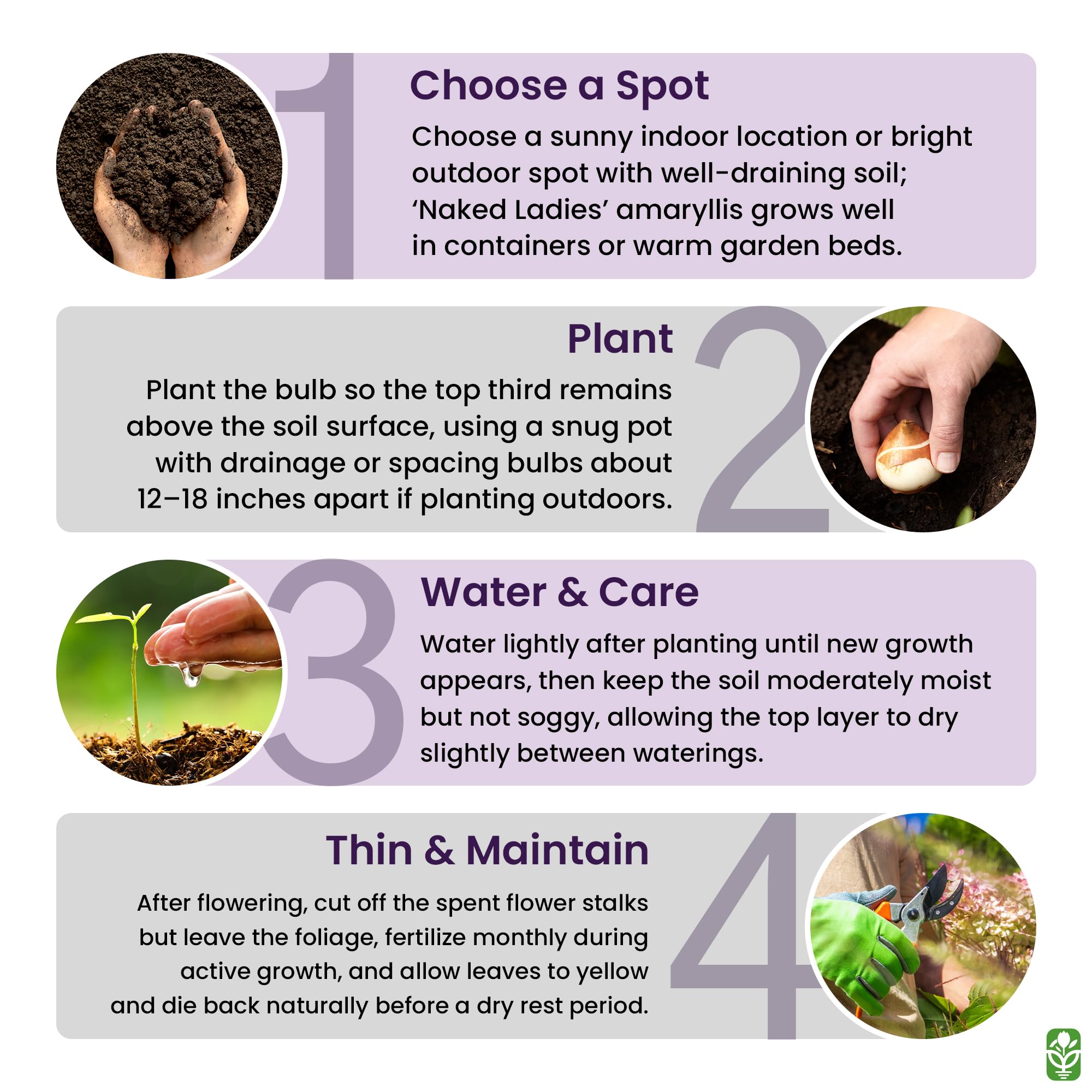 Marde Ross Naked Ladies bloom timing from late August to September for impact.