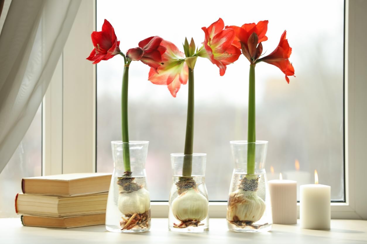 Marde Ross Blossom Peacock amaryllis bare-root bulb ready to plant