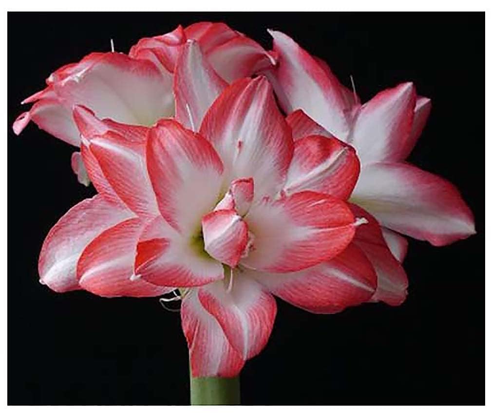 Marde Ross Blossom Peacock Amaryllis bloom with double white petals and red accents for dramatic decor