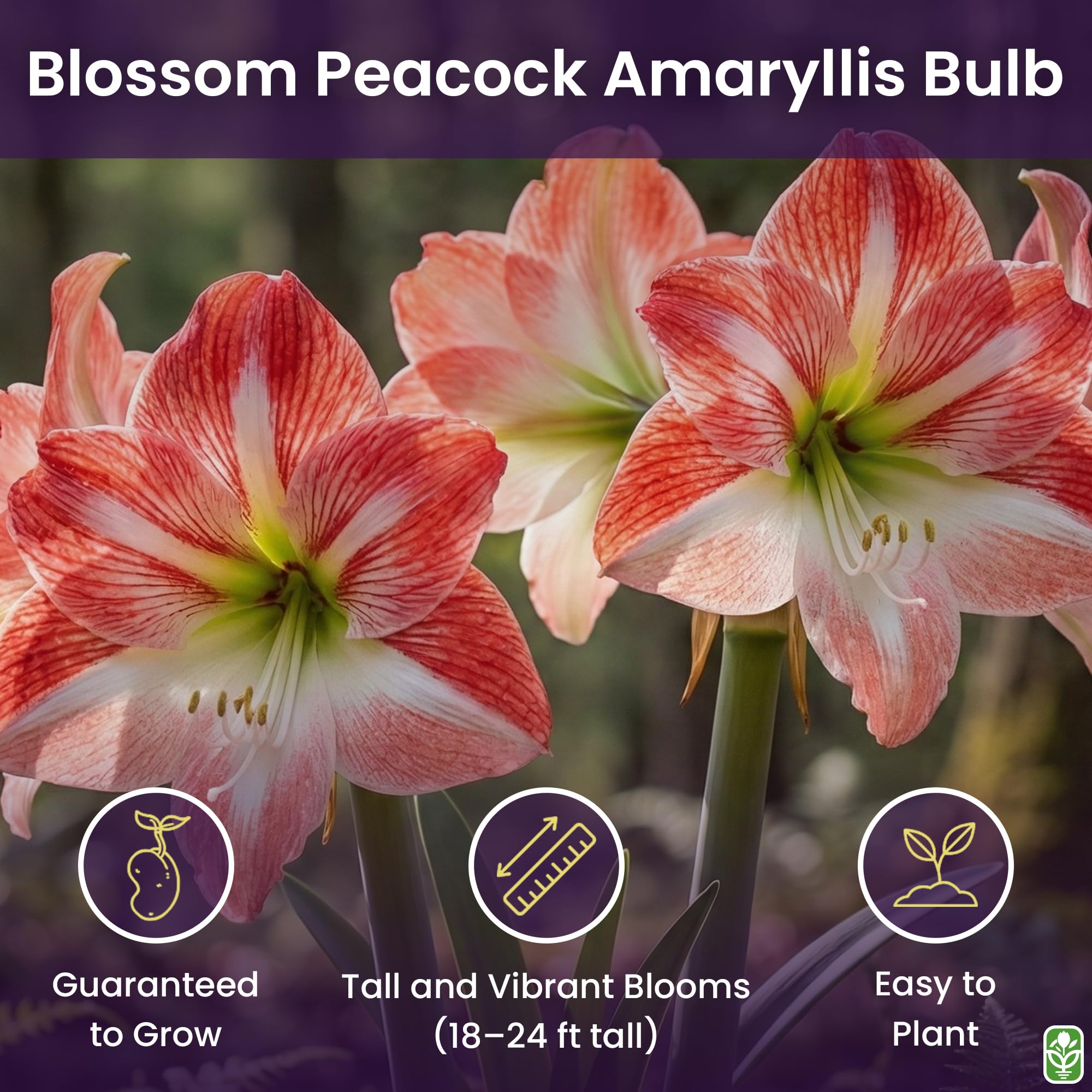 Marde Ross Blossom Peacock amaryllis displayed indoors on a bright sill