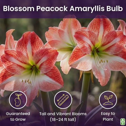 Marde Ross Blossom Peacock amaryllis displayed indoors on a bright sill