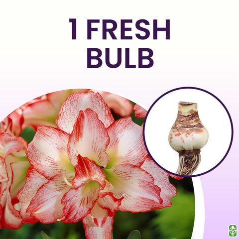 Marde Ross Blossom Peacock amaryllis thriving in outdoor garden or container
