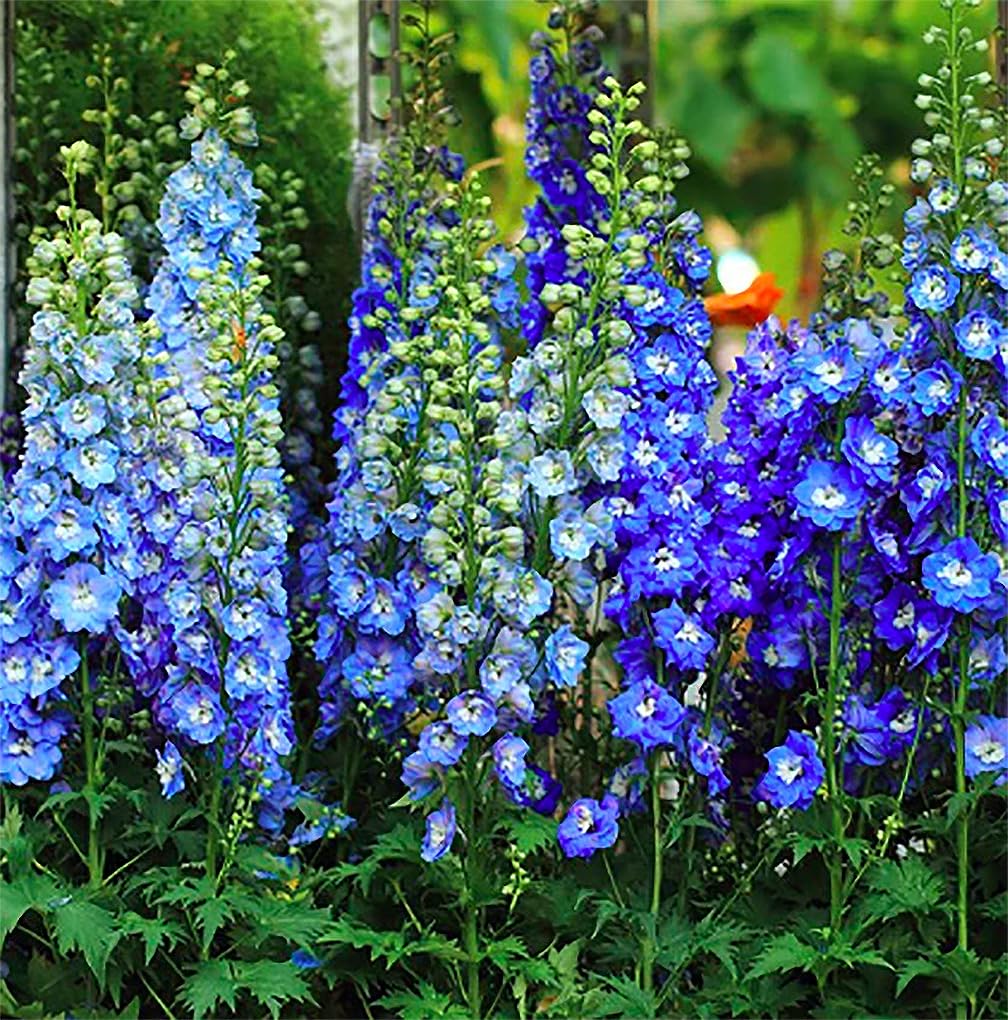 Marde Ross Blue Bell Delphinium bloom ready for cut bouquets and borders.