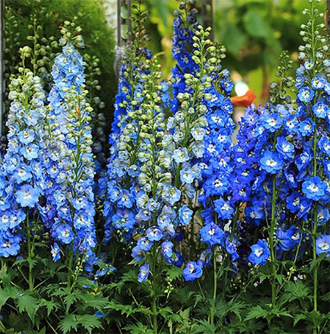 Marde Ross Blue Bell Delphinium bloom ready for cut bouquets and borders.