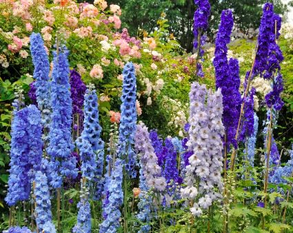 Blue Bell Delphinium seed spikes showcase late-spring color in the garden.