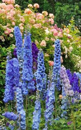 Tall blue delphinium stems provide dramatic vertical accents in beds.
