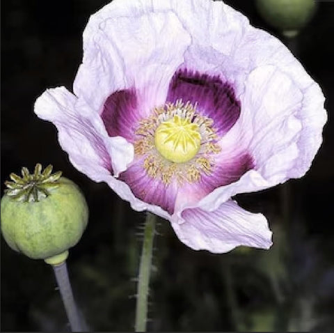 Marde Ross Blue Moon Poppy Seeds in a lush garden scene for color inspiration.
