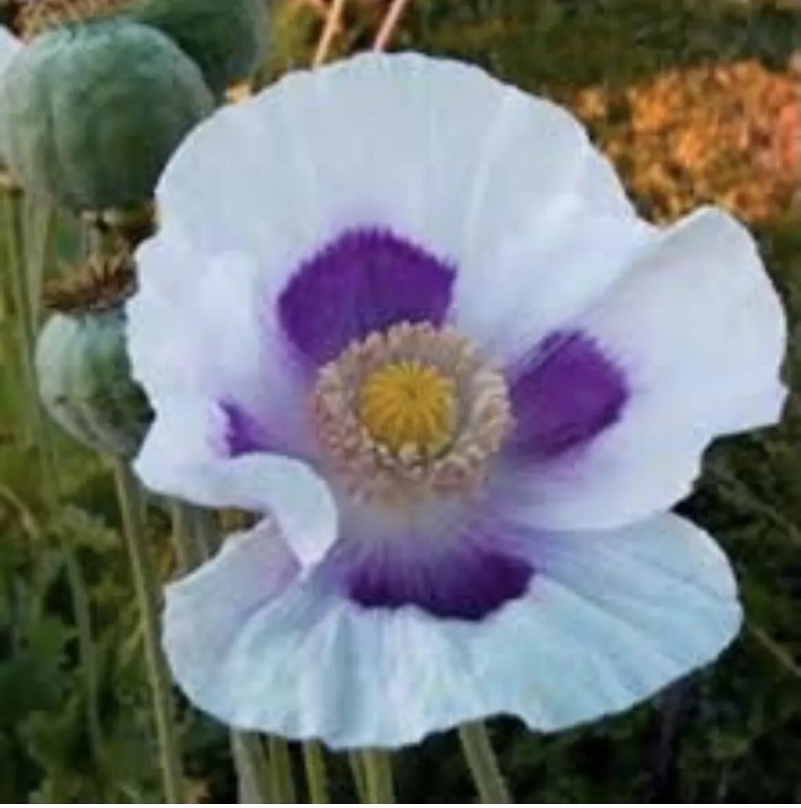 Marde Ross Blue Moon Poppy Seeds being prepared for planting and germination.