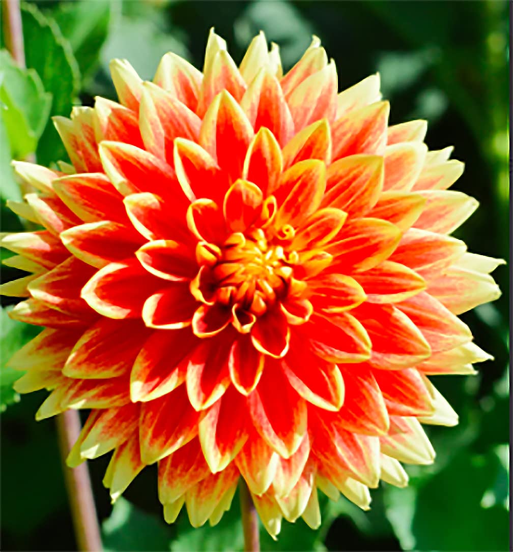 Marde Ross Bodacious Dahlia orange blooms brighten garden beds.