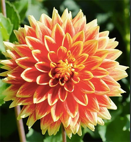 Marde Ross Bodacious Dahlia orange blooms brighten garden beds.