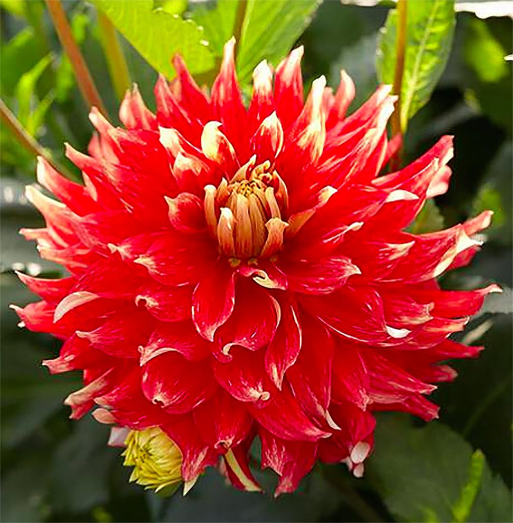 Marde Ross Bodacious Dahlia in outdoor garden display with bold orange color.