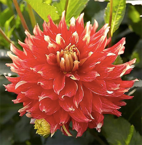 Marde Ross Bodacious Dahlia in outdoor garden display with bold orange color.