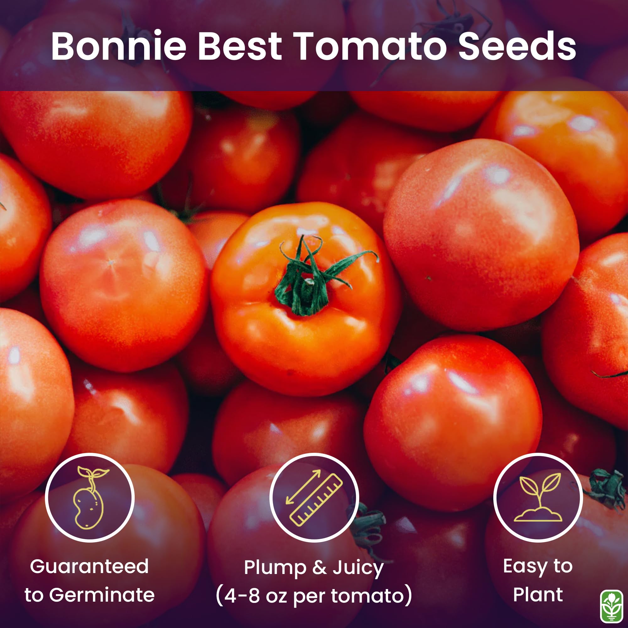 Bonny Best tomato plants display compact vines ideal for pots.