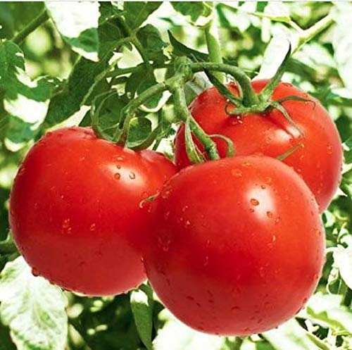 Marde Ross Bonny Best tomato seeds packet ready for home planting.