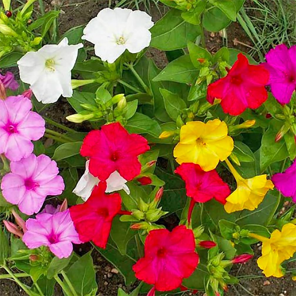 Marde Ross border display features Four O'Clock blooms at dusk.