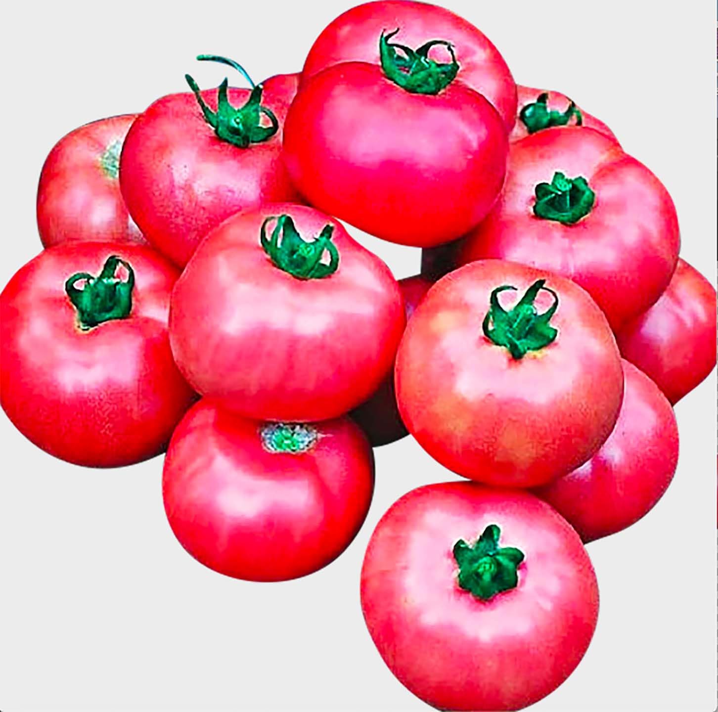 Bradley Tomato Seeds bushy growth supports uniform ripening and simple pruning