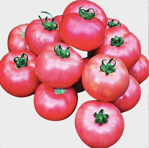 Bradley Tomato Seeds bushy growth supports uniform ripening and simple pruning