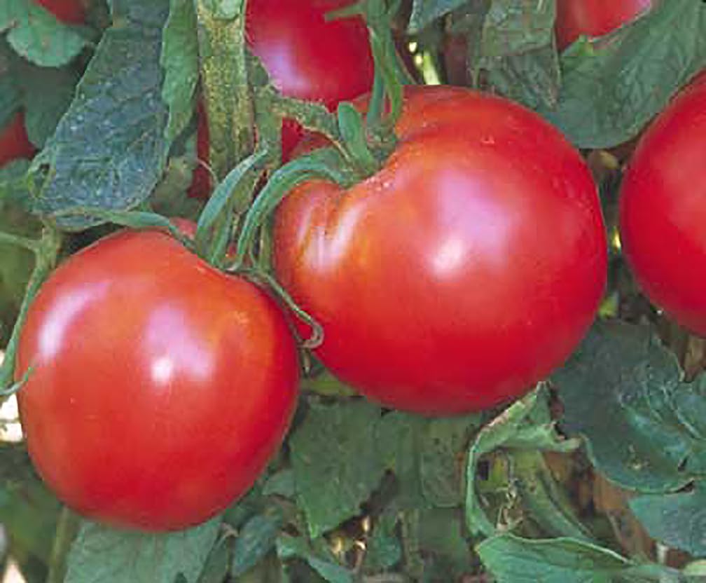 Bradley Tomato Seeds ripen together for easy batch canning and freezing