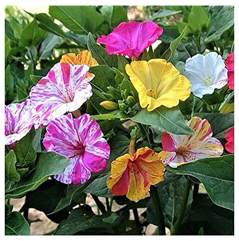 Marde Ross & Company Broken Colors Four O'Clock seeds bloom brilliantly in a border.