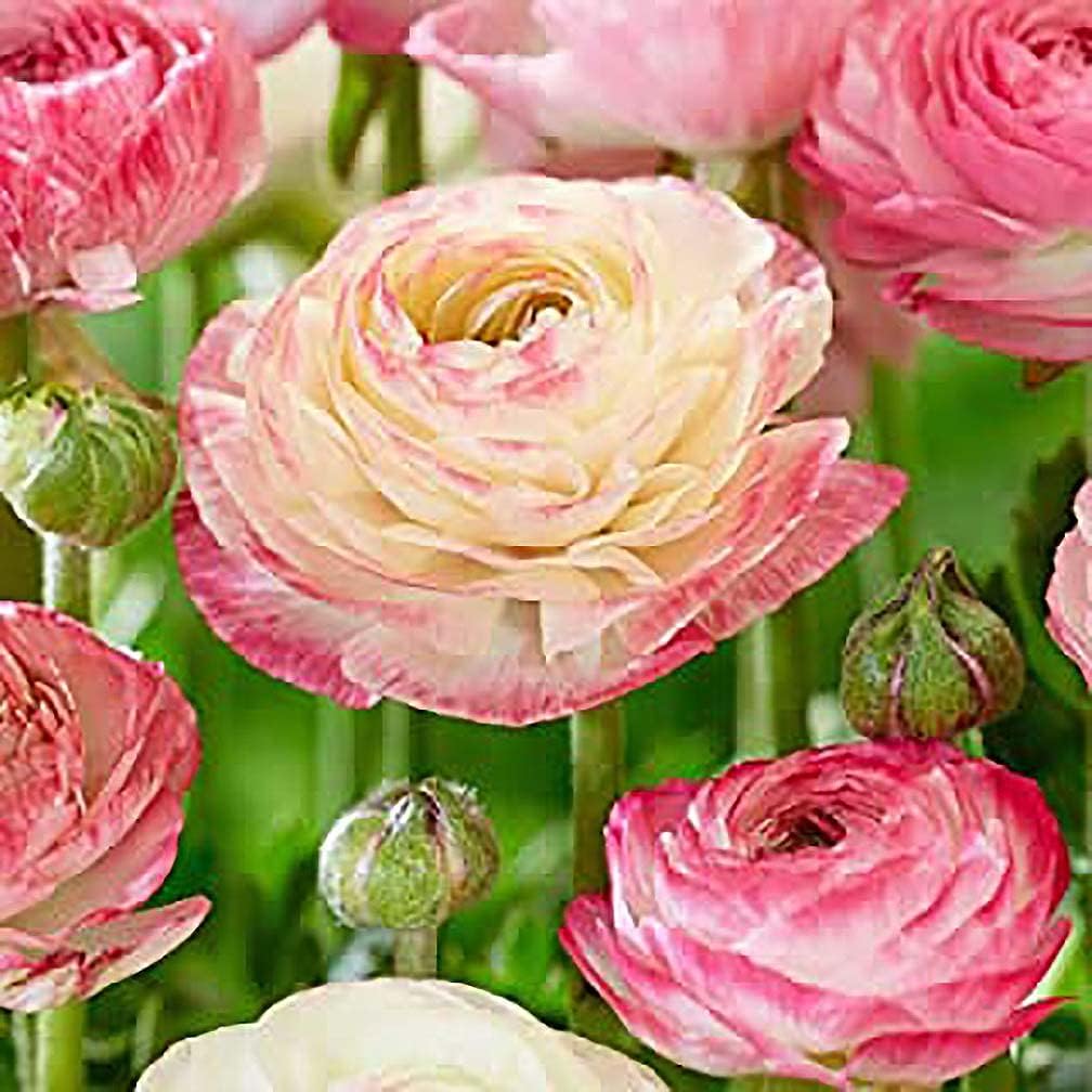 Marde Ross bulbs for fall or spring planting provide long lasting color.