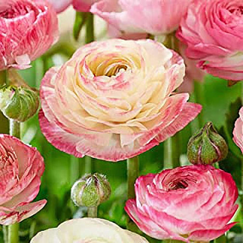 Marde Ross bulbs for fall or spring planting provide long lasting color.