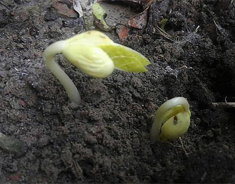 Marde Ross Burpee Stringless beans growing tall in sun.