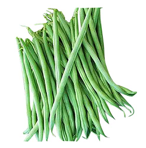 Marde Ross Burpee Stringless green bean seeds pack ready for canning and fresh harvest.
