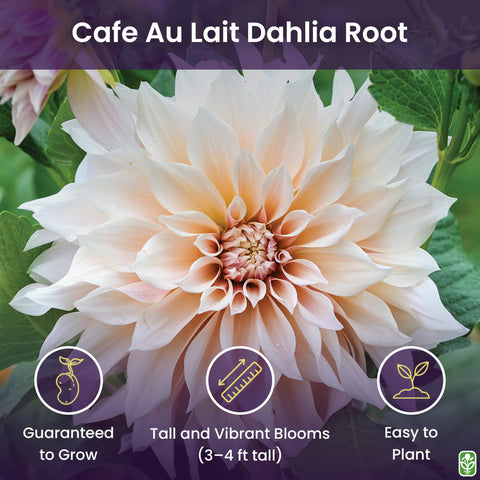 Marde Ross Cafe Au Lait Dahlia dinner-plate bloom ideal for bouquets and outdoor elegance.