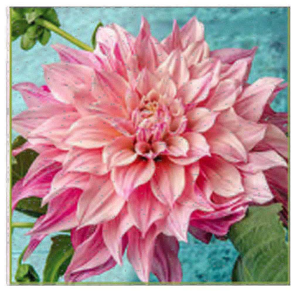 Marde Ross Café Au Lait Royal Dahlia bare-root tuber with large blooms for a striking garden focal point.