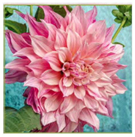 Marde Ross Café Au Lait Royal Dahlia bloom close-up in purple-pink tones for elegant borders.