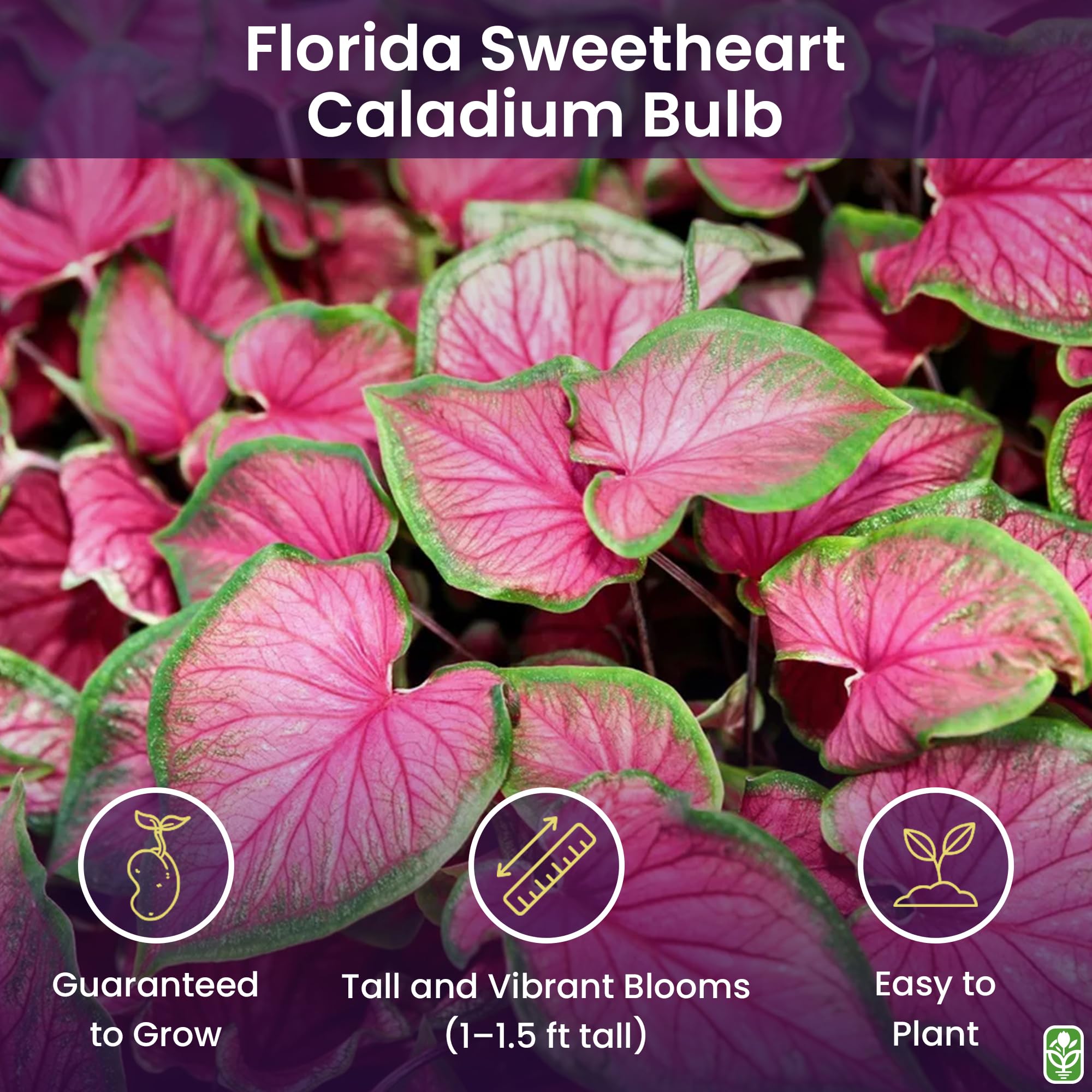 Marde Ross & Company Florida Sweetheart pink strap leaves brighten shaded borders