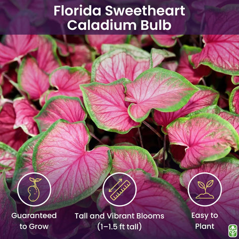 Marde Ross & Company Florida Sweetheart pink strap leaves brighten shaded borders