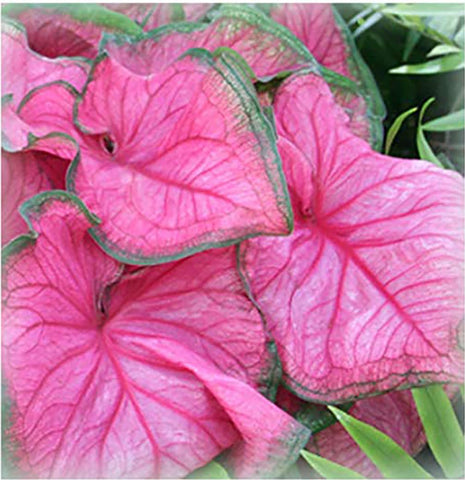 Marde Ross & Company Florida Sweetheart caladium large root ready for shade planting