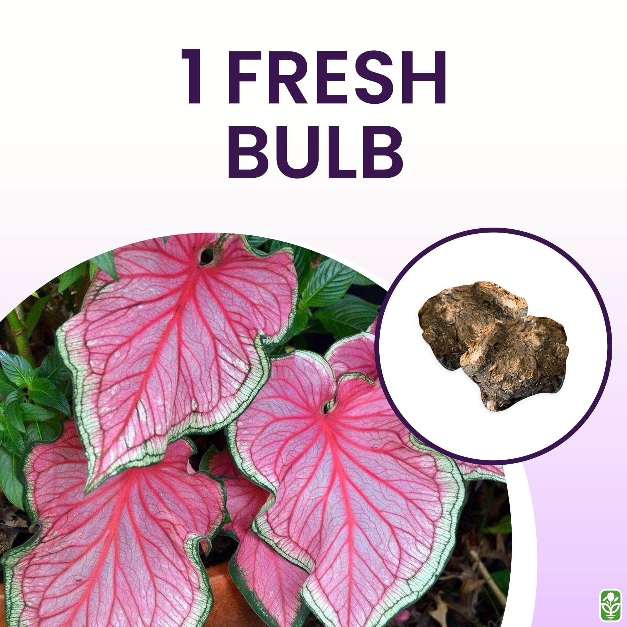 Marde Ross & Company Florida Sweetheart in a shaded garden bed adds delicate pink color