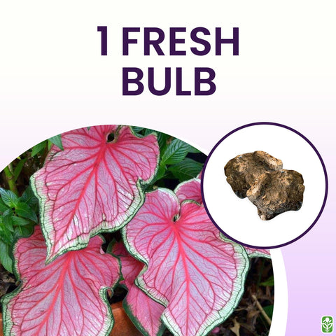 Marde Ross & Company Florida Sweetheart in a shaded garden bed adds delicate pink color