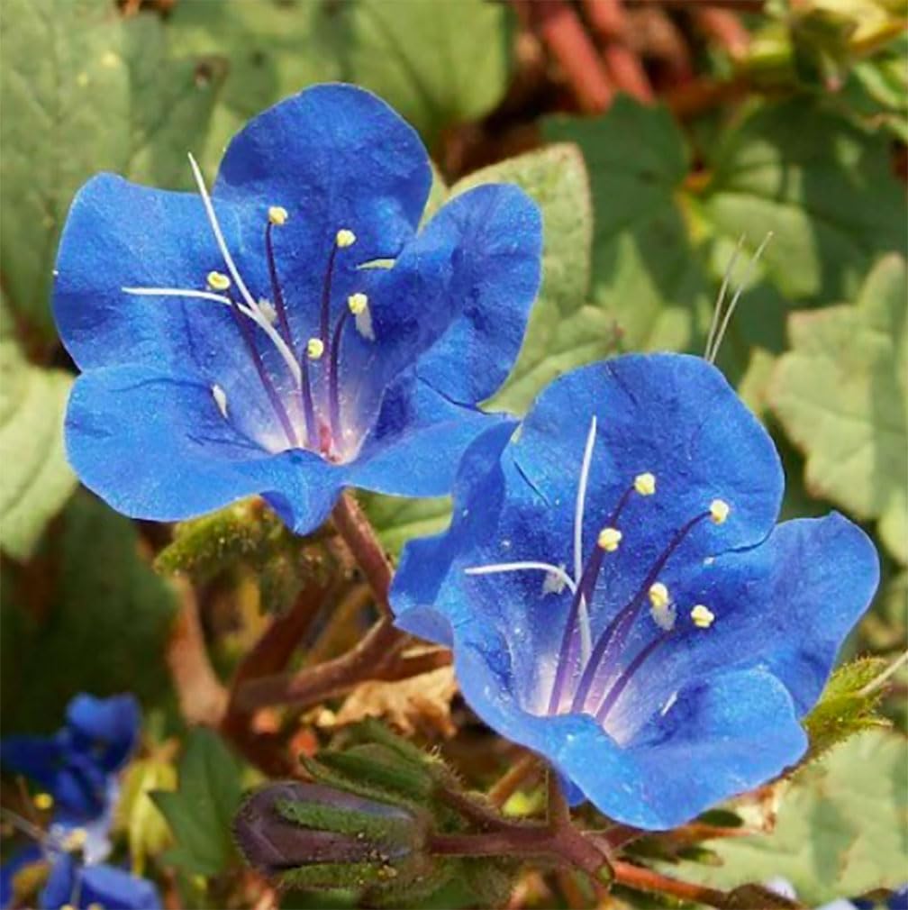 Marde Ross California Blue Bells bloom close-up showing delicate petals and soft blue hues.