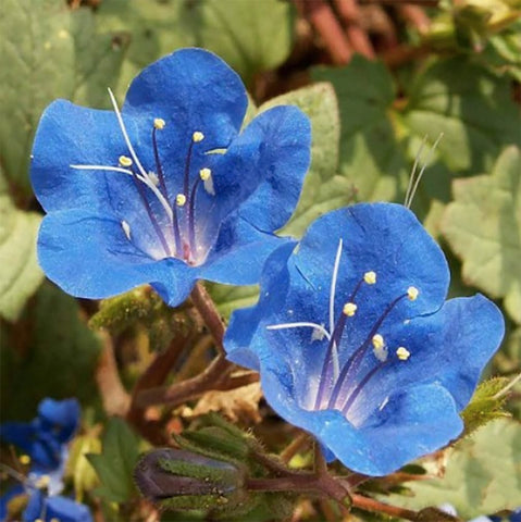 Marde Ross California Blue Bells bloom close-up showing delicate petals and soft blue hues.