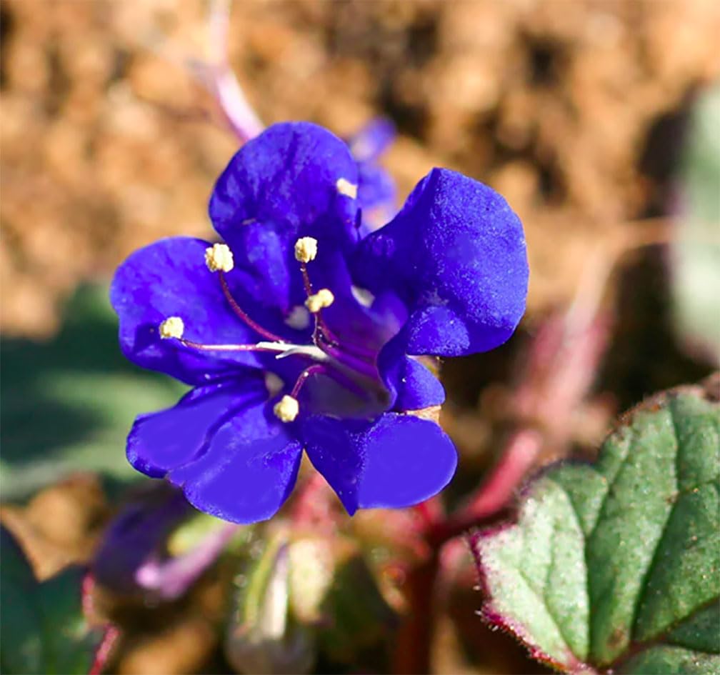 Marde Ross California Blue Bells planted bed with vibrant baby-blue flowers in full sun.