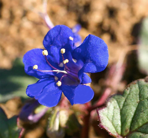 Marde Ross California Blue Bells planted bed with vibrant baby-blue flowers in full sun.