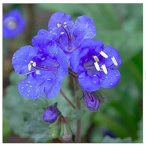 Marde Ross California Blue Bells seeds pack ready for sowing in sunny garden beds.