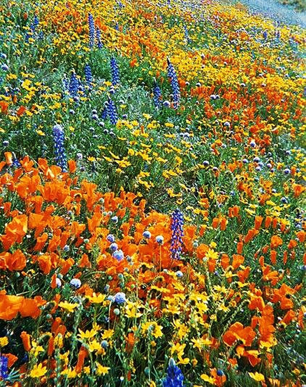 Marde Ross California native wildflowers seeds pack for pollinator-friendly color