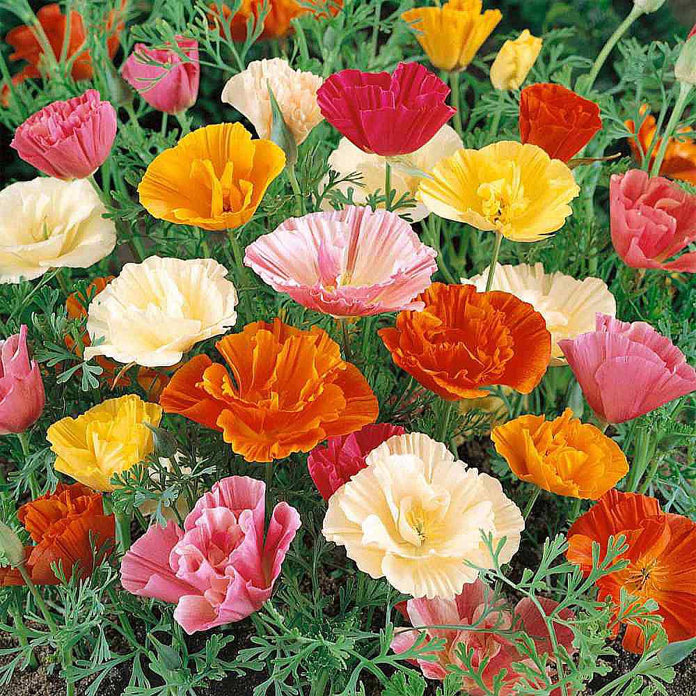 The Marde Ross seed packet for Mission Bells California poppies is ready for sunny borders.