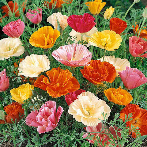 The Marde Ross seed packet for Mission Bells California poppies is ready for sunny borders.